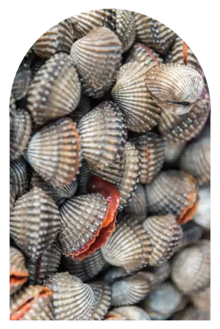 seafresh