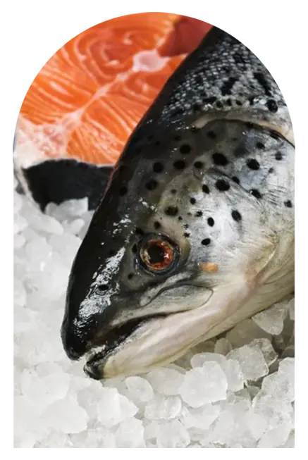 seafresh